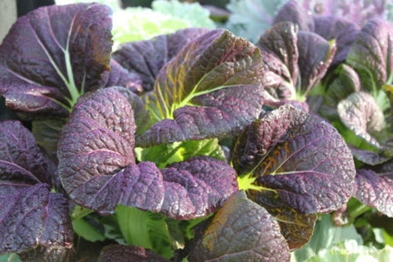 Osaka Purple mustard growing with broad purple leaves and green veins — from BlackOwnedSeeds.com.