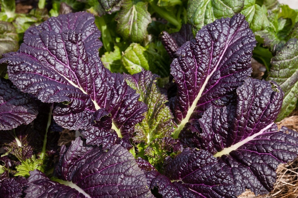 Close-up of dark purple mustard leaves with pale branching veins.
