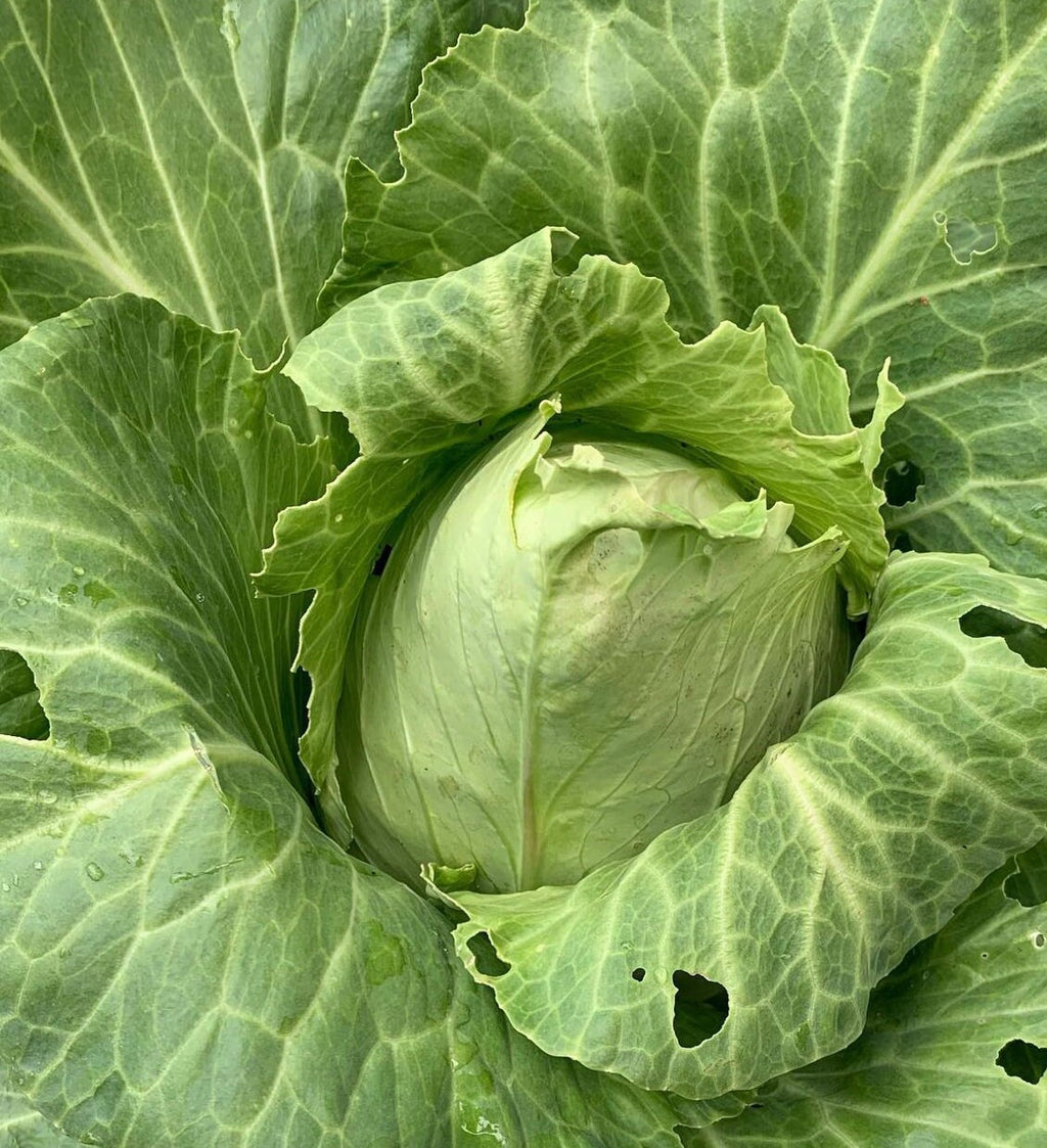 Close-up of a pale green pointed cabbage head surrounded by veined leaves.