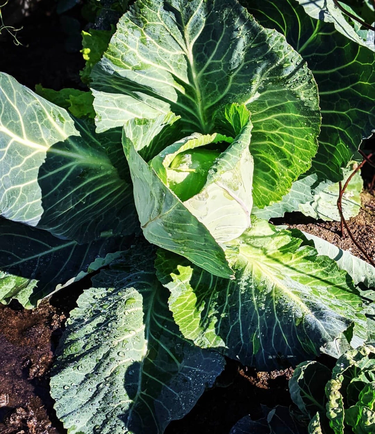 Plantando Repollo Wakefield Early Jersey Cabbage Wakefield Heirloom