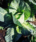 An Early Jersey Wakefield cabbage forming a pointed head among broad outer leaves — from BlackOwnedSeeds.com.