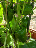 Green Tender Bell sweet peppers growing on a leafy plant — from BlackOwnedSeeds.com.