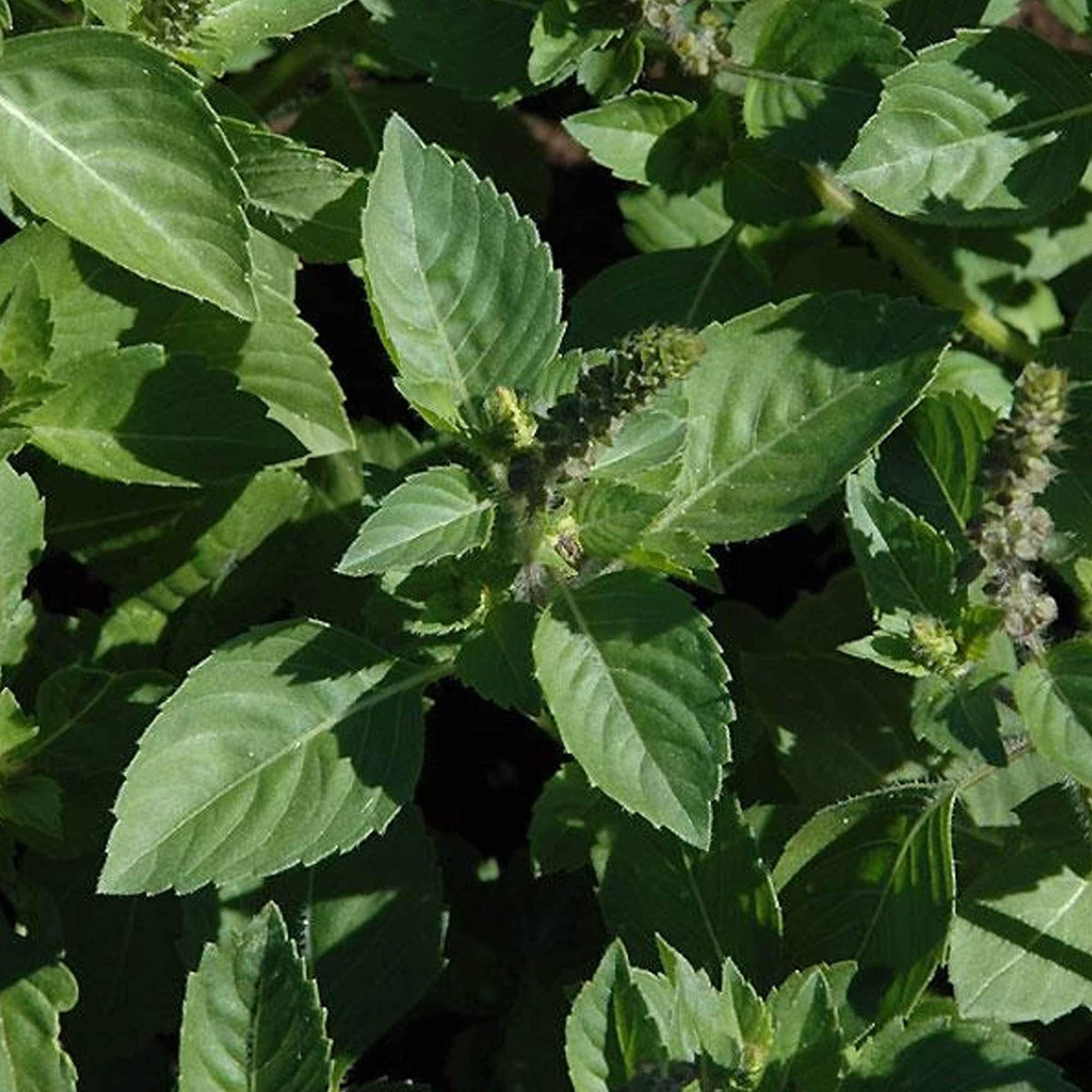 Sacred basil with serrated green leaves and developing flower spikes — from BlackOwnedSeeds.com.