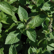 Sacred Basil Organic Seeds - Plant and Heal