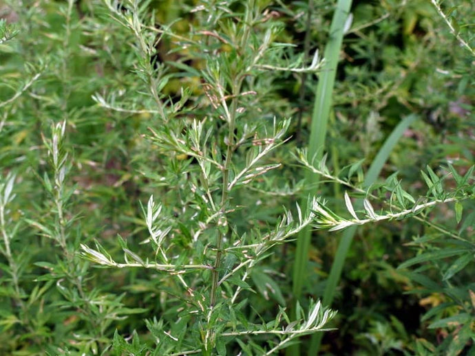 Yomogi Japanese Mugwort  Seeds - Plant and Heal