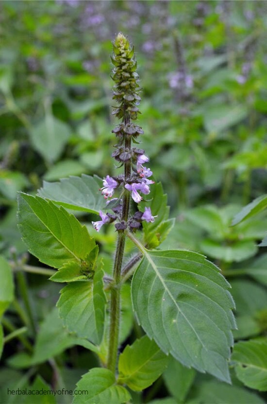 A sacred basil flower spike bearing small lavender flowers.
