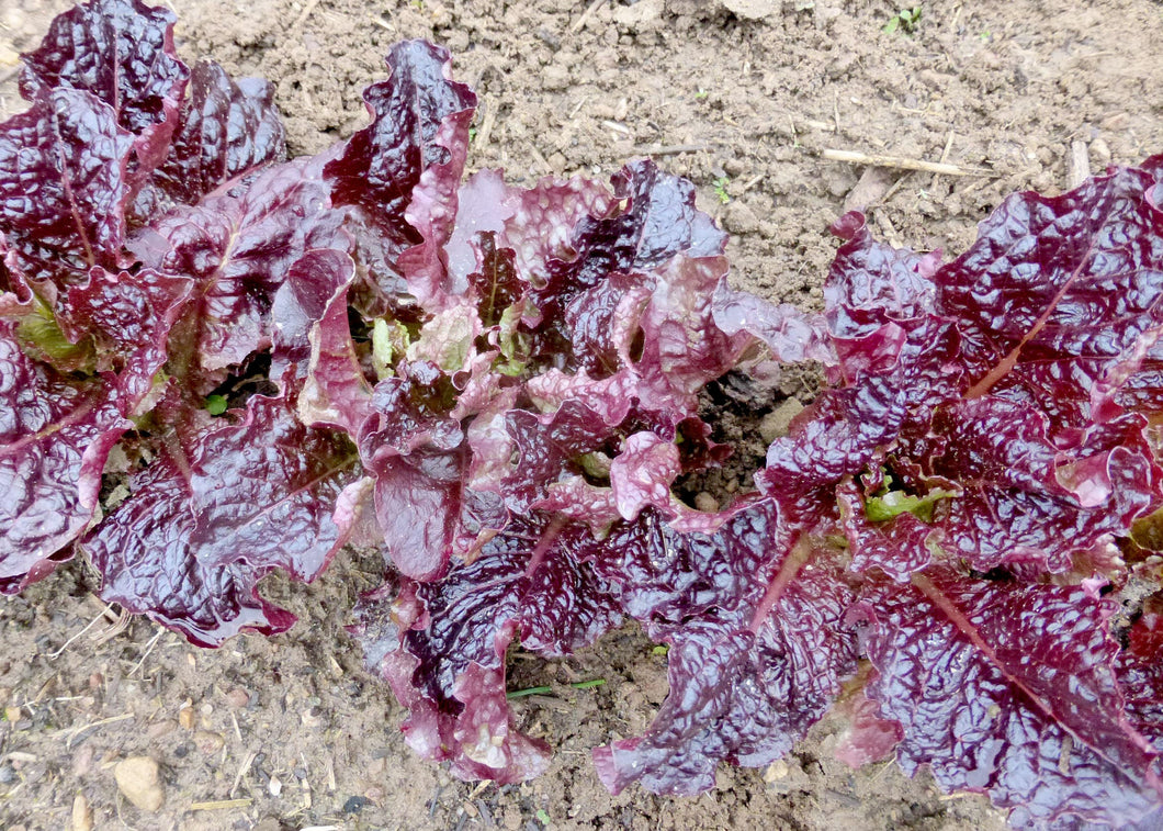 Red Romaine Heirloom Non-GMO Lettuce Seeds