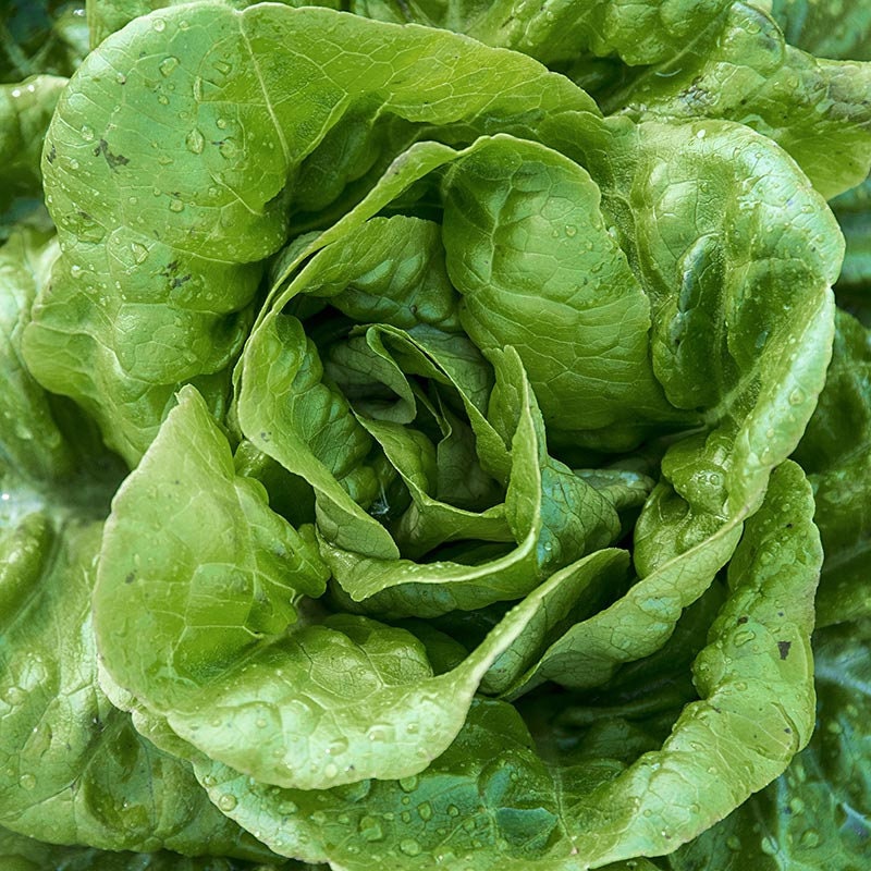 Close-up of an All Year Round butterhead lettuce head with overlapping green leaves — from BlackOwnedSeeds.com.