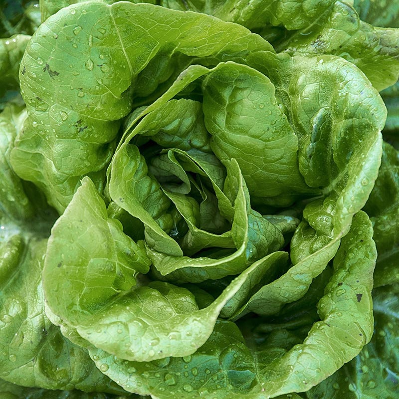 All Year Round Butterhead  Lettuce Seeds