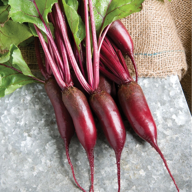 Long dark red Cylindra beets with red stems and leafy tops — from BlackOwnedSeeds.com.