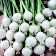 Barletta Pickling Onion Heirloom Seeds - Plant and Heal