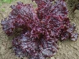 A Ruby Red lettuce plant with densely ruffled burgundy leaves — from BlackOwnedSeeds.com.