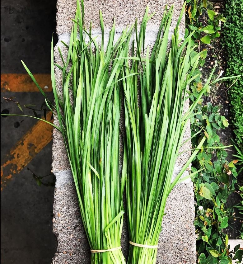 A tied bundle of long, narrow garlic chive leaves outdoors.