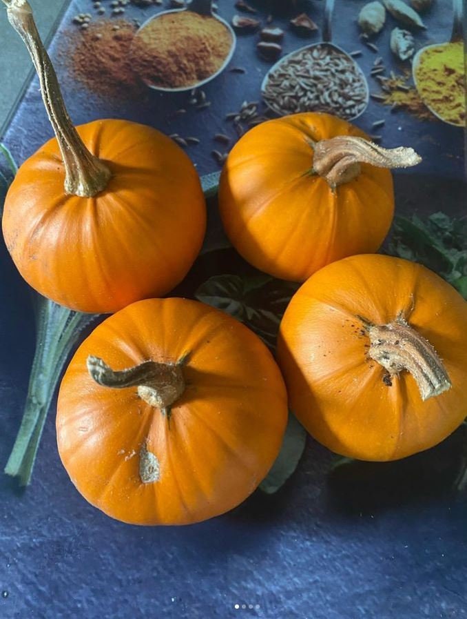 Several small orange Baby Bear pumpkins with long stems.