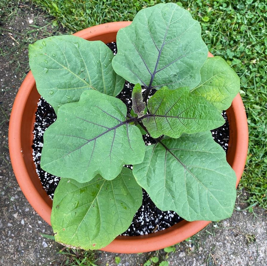 A young eggplant plant with broad green leaves in a terracotta-colored pot.