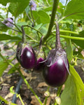 Round glossy purple eggplants hanging from green stems — from BlackOwnedSeeds.com.