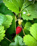 A small red Alexandria strawberry hanging beneath green leaves — from BlackOwnedSeeds.com.