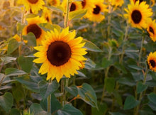 Load image into Gallery viewer, Royal Hybrid 1121 Sunflower Seeds - Plant and Heal
