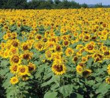 Load image into Gallery viewer, Royal Hybrid 1121 Sunflower Seeds - Plant and Heal
