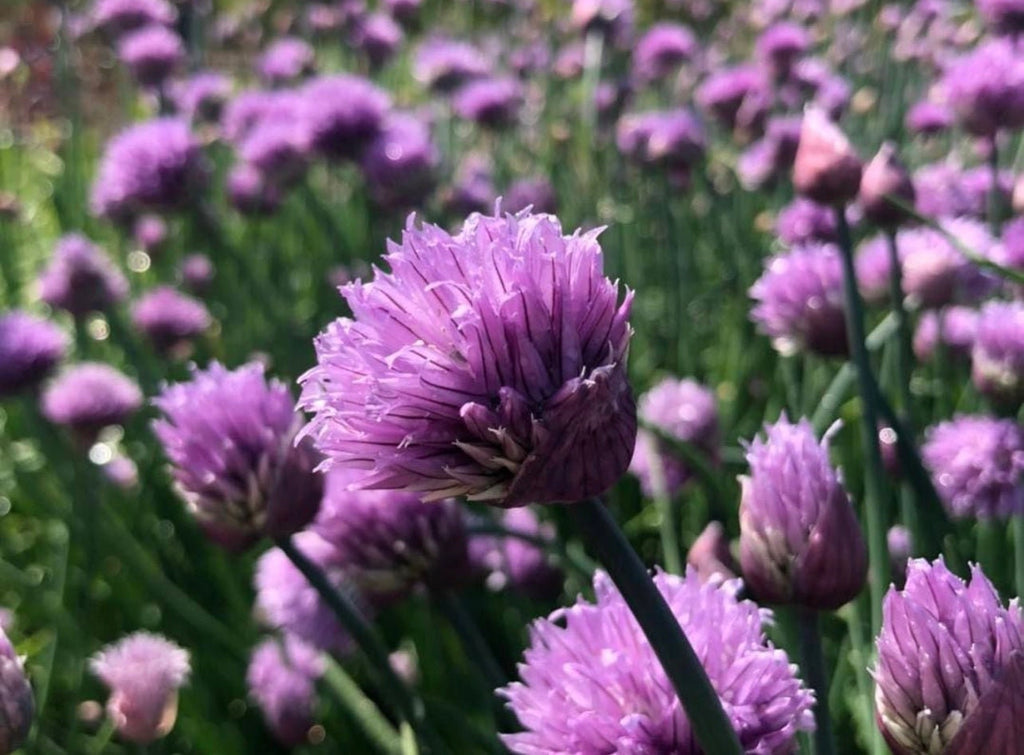 Purple Staro chive flower heads blooming on slender stems — from BlackOwnedSeeds.com.