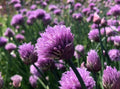 Purple Staro chive flower heads blooming on slender stems — from BlackOwnedSeeds.com.