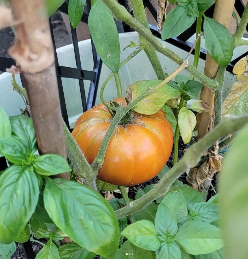 A ribbed Yellow Brandywine tomato ripening orange on its vine — from BlackOwnedSeeds.com.
