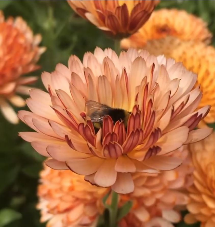 Close-up of a peach-colored calendula flower with dark petal undersides.