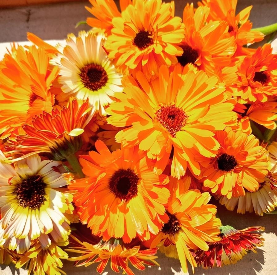A group of orange, yellow, and cream Flashback Mix calendula flowers — from BlackOwnedSeeds.com.