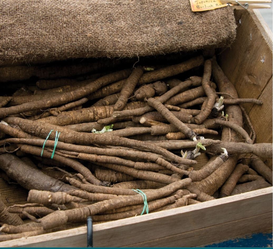 Long, thin burdock roots bundled inside a burlap-lined wooden box — from BlackOwnedSeeds.com.