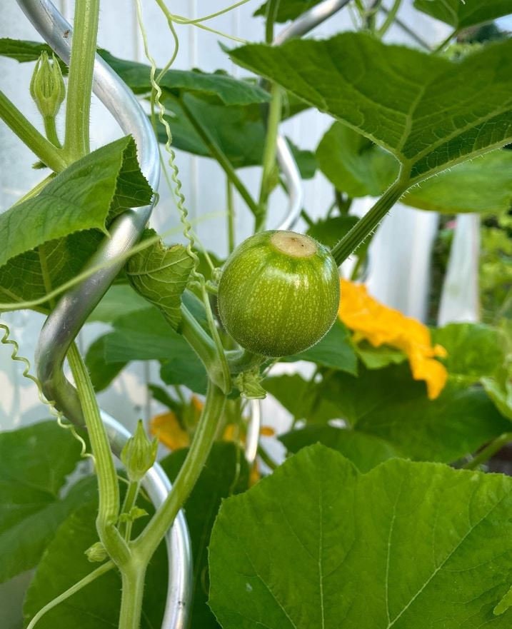A small green pumpkin developing on a vine beside a yellow flower — from BlackOwnedSeeds.com.