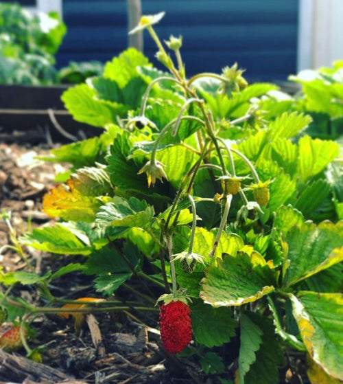 Alexandria strawberry plants with red fruit and pale unripe berries.