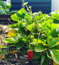 Cargar imagen en el visor de la galería, Alexandria Strawberry Seeds - Plant and Heal
