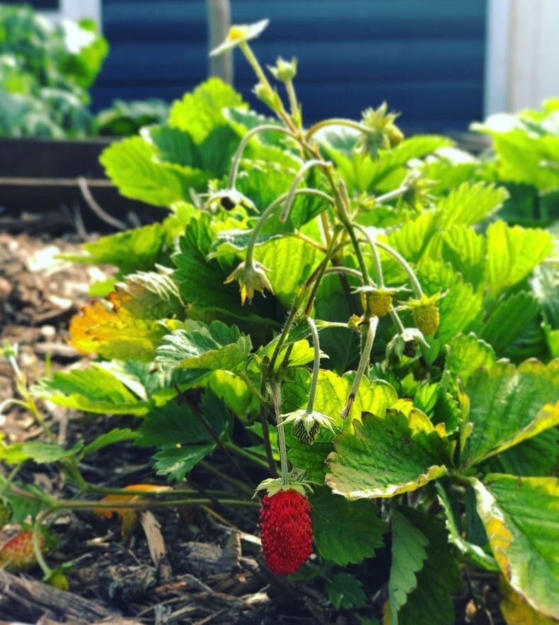 strawberry greenhouse seeds Alexandria Strawberry Seeds – Plant and Heal Co