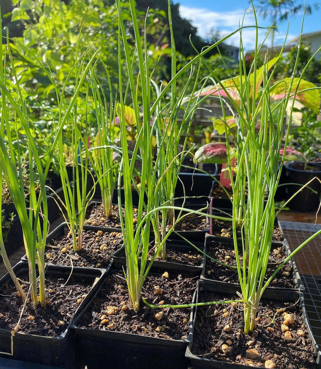 Young Staro chive plants growing in separate black nursery pots.