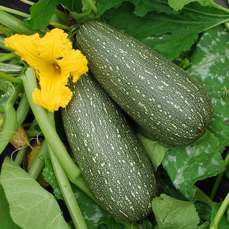 Speckled gray-green zucchini growing beside a large yellow blossom — from BlackOwnedSeeds.com.