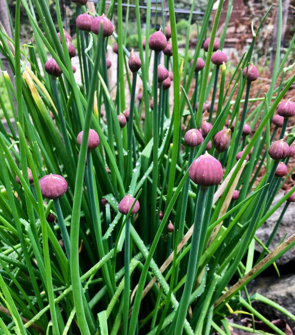 Upright green chive leaves topped with round pink-purple flower buds.