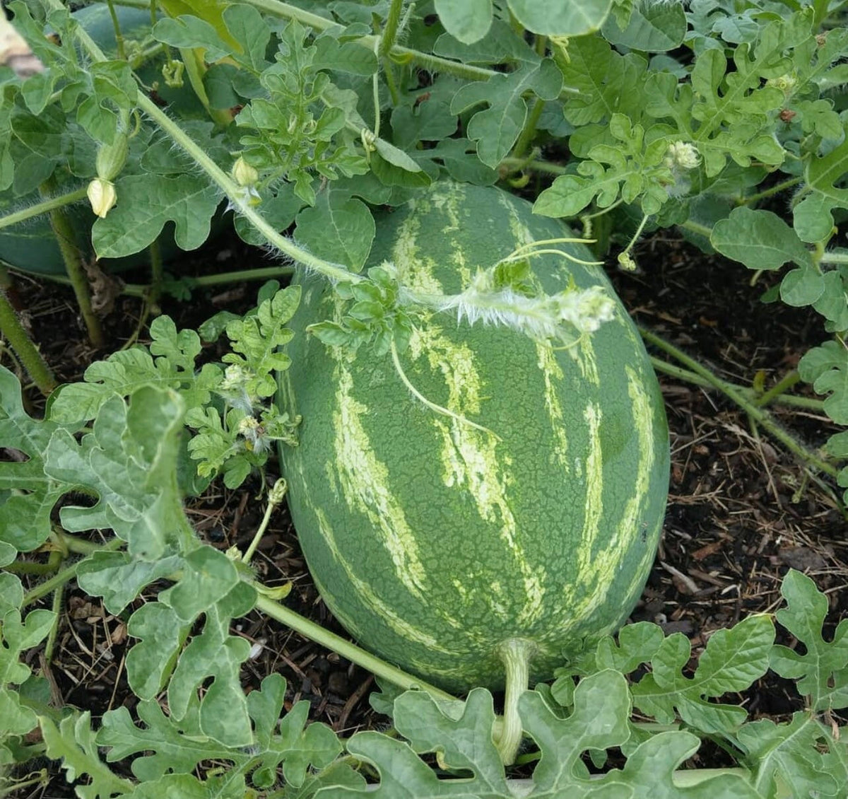 A green-striped watermelon growing on the ground among vines.