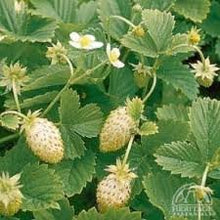 Load image into Gallery viewer, White Solemacher Alpine Strawberry Plant
