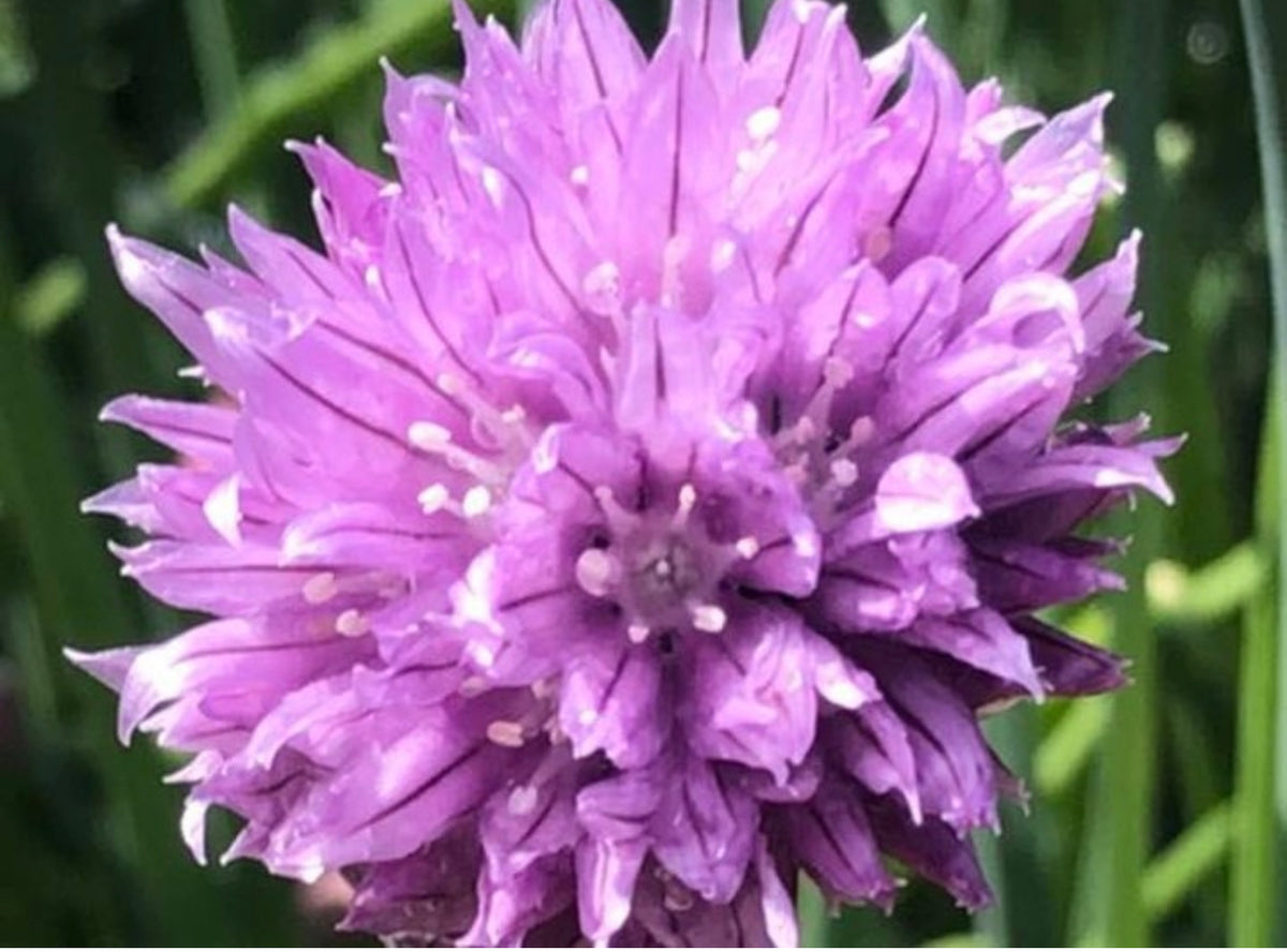 Close-up of a round purple chive flower head.