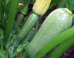 Two developing zucchini, one with a closed blossom attached.
