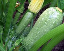 Load image into Gallery viewer, Zucchini Gray Summer Squash
