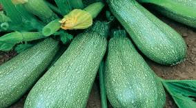 Harvested gray-green zucchini arranged together with blossoms and leaves.