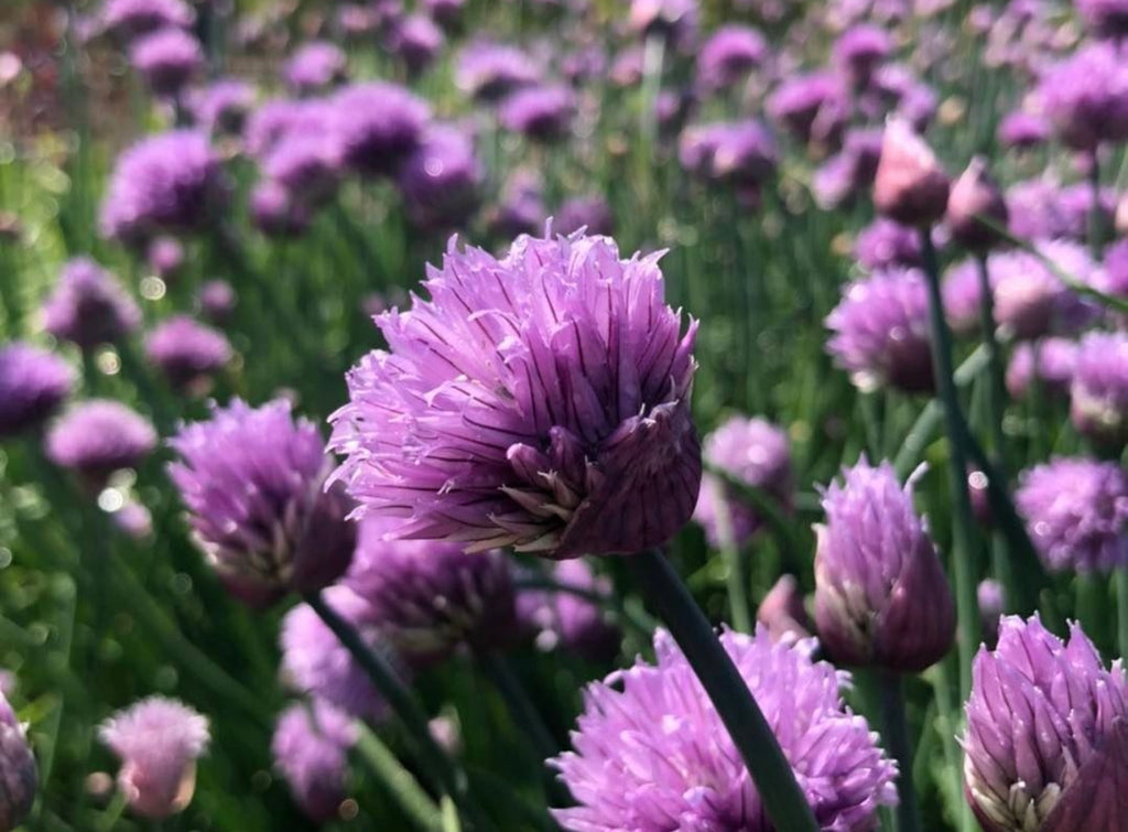 Purple chive blossoms on slender stems, with more flowers behind them.