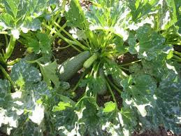 A zucchini plant viewed from above, with squash beneath its leaves.